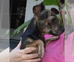 Small #1 Chihuahua Mix