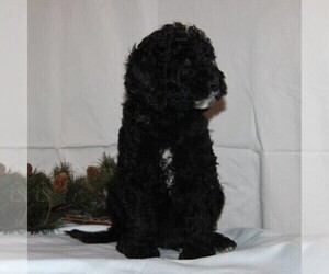 Goldendoodle-Poodle (Miniature) Mix Puppy for sale in STANLEY, WI, USA