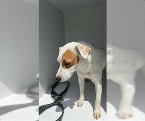 Rat Terrier Dogs for adoption in Houston, TX, USA