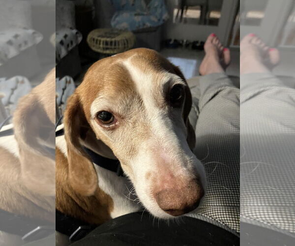 Medium Photo #3 Basschshund Puppy For Sale in Fruitland, SC, USA