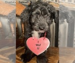 Small Photo #8 F2 Aussiedoodle Puppy For Sale in ARBA, IN, USA