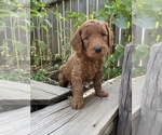 Puppy Chuck Goldendoodle