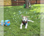 Small #3 Siberian Husky Mix