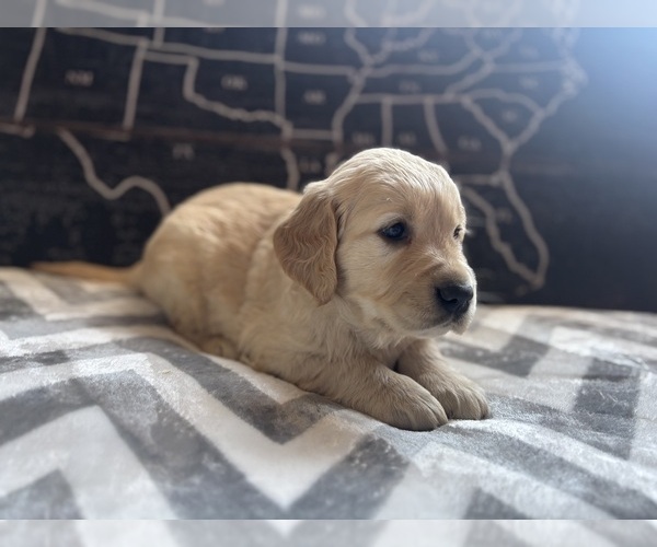 Medium Photo #6 Golden Retriever Puppy For Sale in CERES, CA, USA