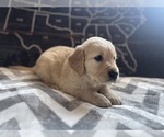 Small #5 Golden Retriever
