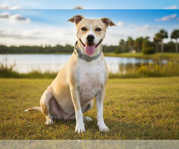 Medium Photo #2 American Staffordshire Terrier-Unknown Mix Puppy For Sale in Tavares, FL, USA