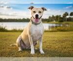 Small #1 American Staffordshire Terrier Mix