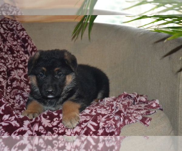 Medium Photo #2 German Shepherd Dog Puppy For Sale in GREENWOOD, WI, USA