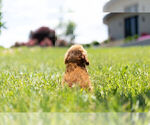 Small Photo #10 Cavapoo Puppy For Sale in WARSAW, IN, USA