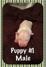 Bull Terrier Puppy for sale in SULPHUR, OK, USA