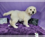 Small Photo #50 English Cream Golden Retriever Puppy For Sale in PEYTON, CO, USA