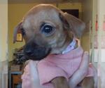 Small #9 Chiweenie
