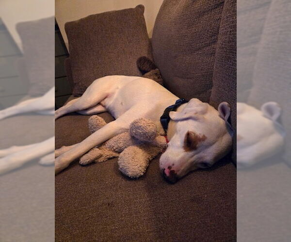 Medium Photo #12 Lab-Pointer Puppy For Sale in Brewster, NY, USA