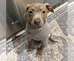 Mutt Dogs for adoption in Fargo, ND, USA