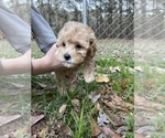 Small Photo #34 Cockapoo Puppy For Sale in BOGART, GA, USA