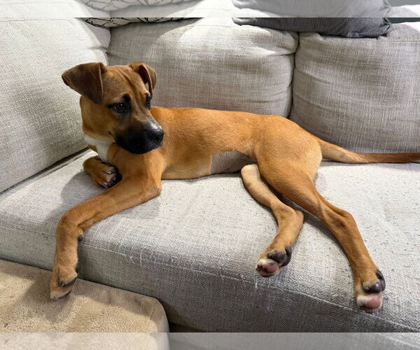 Medium Photo #4 Black Mouth Cur-Boxer Mix Puppy For Sale in Germantown, OH, USA