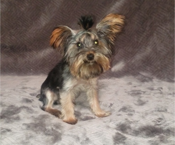 Medium Photo #9 Yorkshire Terrier Puppy For Sale in WINDYVILLE, MO, USA