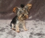 Small Photo #9 Yorkshire Terrier Puppy For Sale in WINDYVILLE, MO, USA