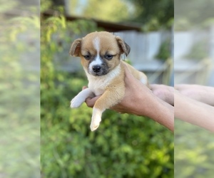 Jack Chi Puppy for sale in KENNEWICK, WA, USA