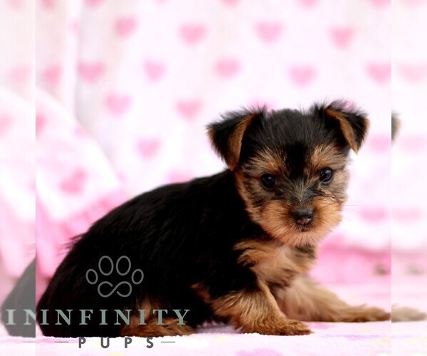 Medium Photo #3 Yorkshire Terrier Puppy For Sale in RONKS, PA, USA