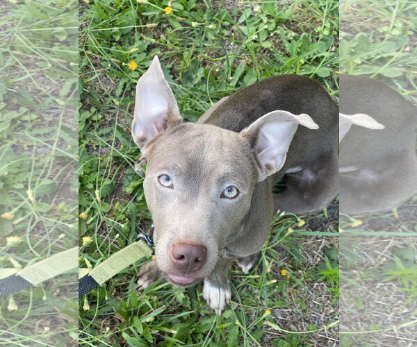 Medium Photo #3 Mutt Puppy For Sale in Mount Laurel, NJ, USA