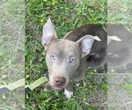 Small #2 Mutt