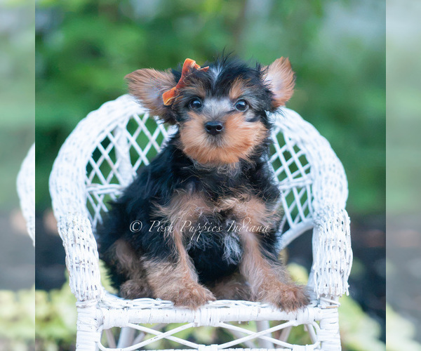 Medium Photo #25 Yorkshire Terrier Puppy For Sale in WARSAW, IN, USA