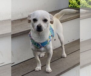 Chihuahua Dogs for adoption in Bellevue, WA, USA