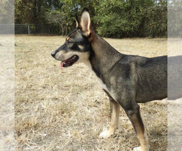 Medium Photo #2 Australian Kelpie-Unknown Mix Puppy For Sale in Anniston, AL, USA