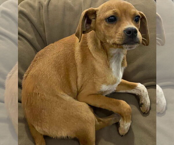 Medium Photo #2 Chihuahua-Unknown Mix Puppy For Sale in Westwood, NJ, USA