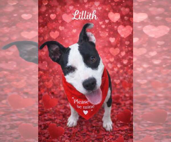 Medium Photo #1 Mutt Puppy For Sale in Murfreesboro, NC, USA