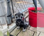 Puppy Mina Schnauzer (Miniature)