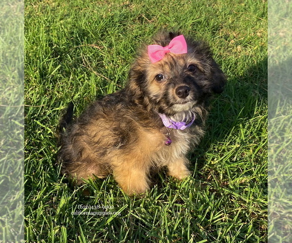 Medium Photo #4 Maltipoo Puppy For Sale in BREA, CA, USA