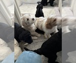 Puppy Bellatrix Double Doodle