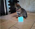 Small Photo #2 German Shepherd Dog Puppy For Sale in CORINTH, KY, USA