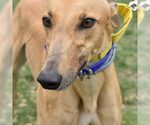 Small Greyhound