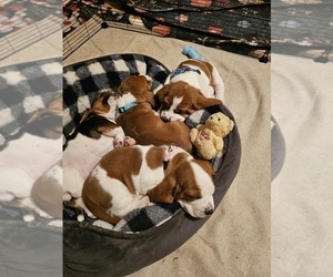 Basset Hound Litter for sale in ANGIER, NC, USA