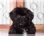 Small Shorkie Tzu