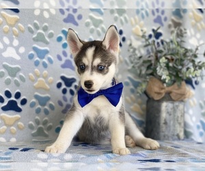 Pomsky-Siberian Husky Mix Puppy for sale in LANCASTER, PA, USA