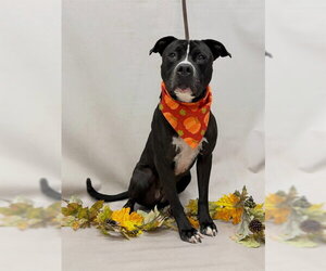 Mutt Dogs for adoption in Sanford, FL, USA