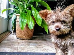 Schnoodle (Miniature)-Scoodle Mix Puppy for sale in BAY MINETTE, AL, USA