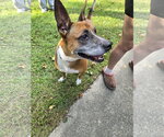 Small Photo #3 Boxer-Unknown Mix Puppy For Sale in Garner, NC, USA