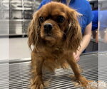 Small #1 Cavalier King Charles Spaniel Mix