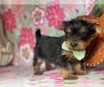 Small Photo #3 Shorkie Tzu Puppy For Sale in LANCASTER, PA, USA