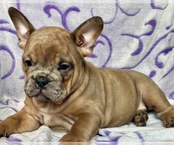 Medium Photo #2 English Bulldog-French Bulldog Mix Puppy For Sale in NEWTON, NJ, USA