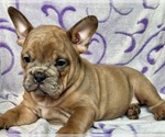 Small #1 English Bulldog-French Bulldog Mix