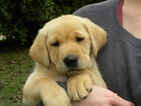 Small Photo #1 Labrador Retriever Puppy For Sale in SACRED HEART, MN, USA