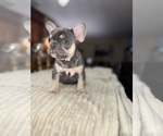 Puppy Cupid French Bulldog