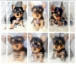 Small Photo #2 Yorkshire Terrier Puppy For Sale in MORENO VALLEY, CA, USA