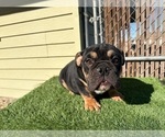 Small #18 English Bulldog